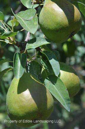 Pear Potomac fruit